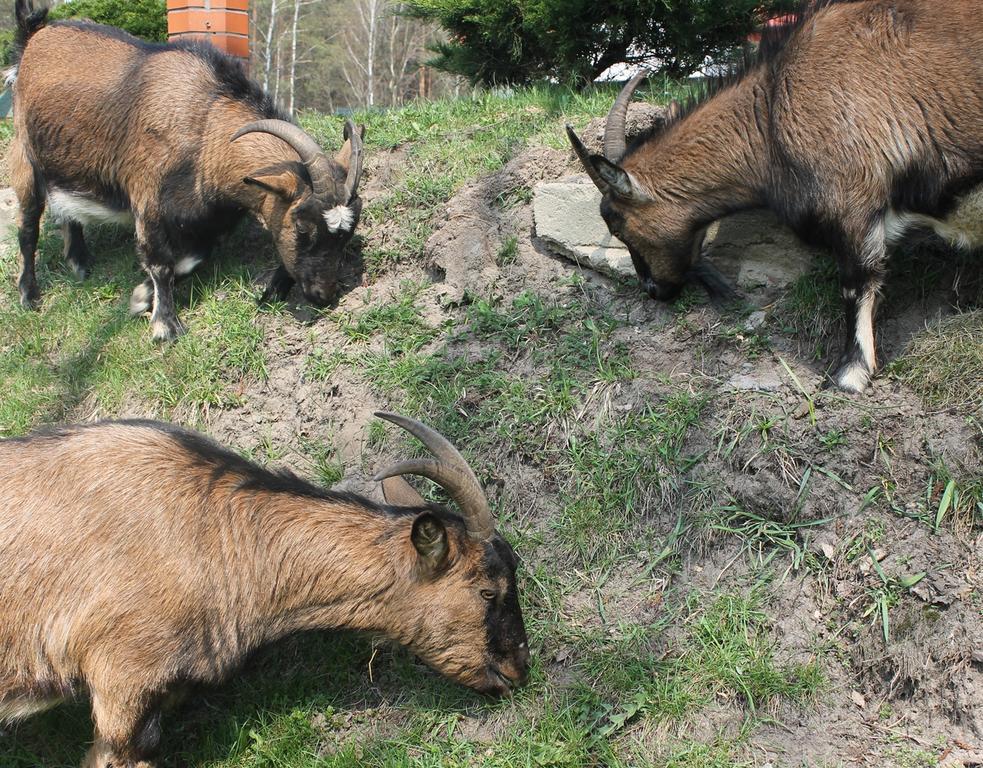 Mazowieckie Siolo Julianowka